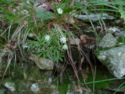 Astrantia minor, photographed by aroche