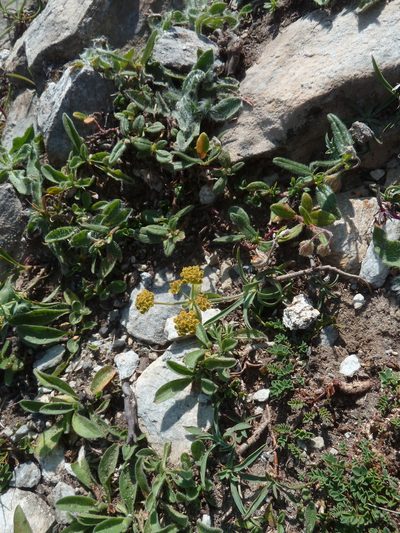 Bupleurum ranunculoides, photographed by aroche