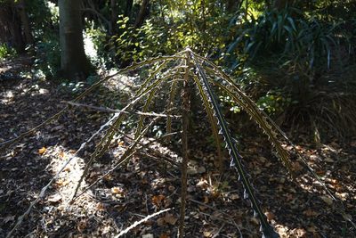 Pseudopanax ferox, photographed by Jon Sullivan
