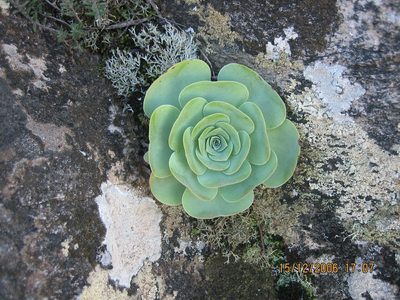 Aeonium aureum, photographed by Txabardegi