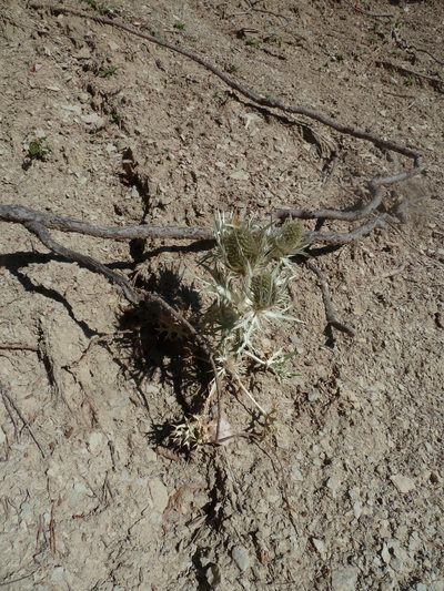Eryngium spinalba, photographed by aroche