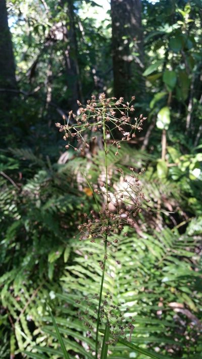 Rhynchospora miliacea, photographed by Jay Horn