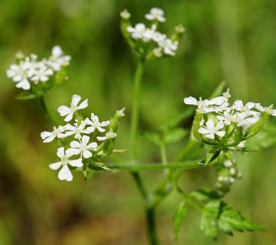 Anthriscus cerefolium, photographed by Patrick Hacker
