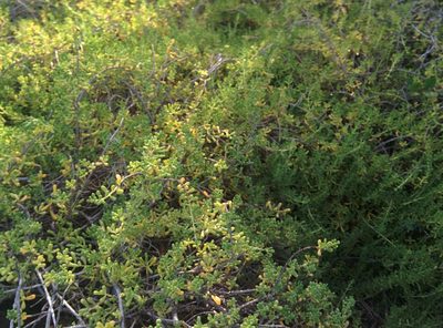 Nolana galapagensis, photographed by Julien Renoult