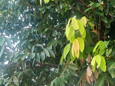Cinnamomum burmanni, photographed by Ong Jyh Seng