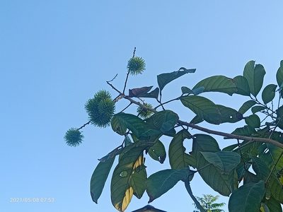 Nephelium lappaceum, photographed by Ong Jyh Seng