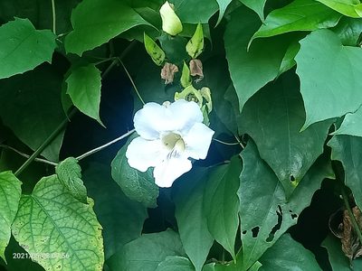 Thunbergia grandiflora, photographed by Ong Jyh Seng