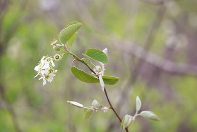 Amelanchier stolonifera, photographed by Henry "Nick" Robertson