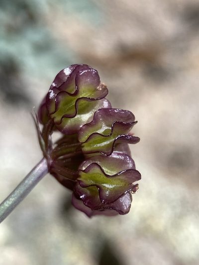 Cymopterus jonesii, photographed by Matt Berger