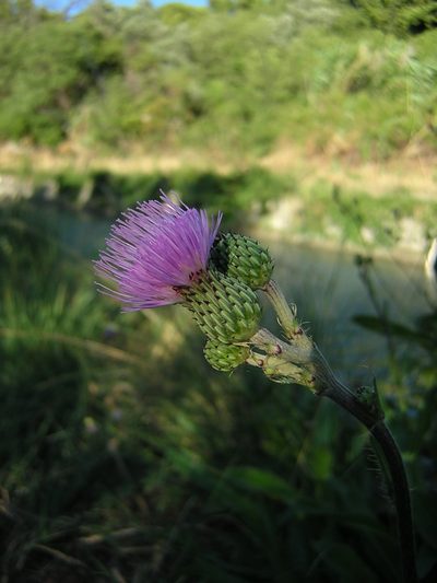 Cirsium monspessulanum, photographed by aroche