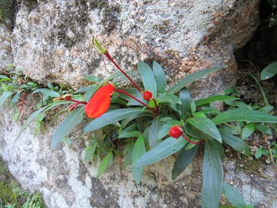 Seemannia sylvatica, photographed by Victor Farjalla Pontes