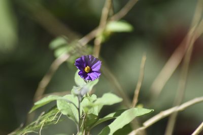 Lycianthes rantonnetii, photographed by Dustin VanOverbeke