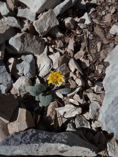 Crepis pygmaea, photographed by aroche