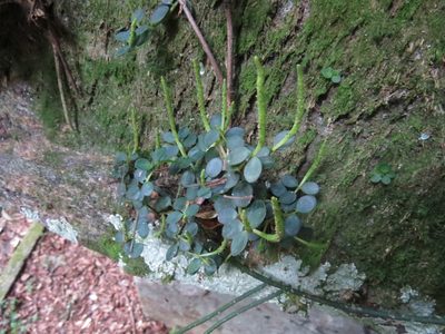 Peperomia catharinae, photographed by Victor Farjalla Pontes
