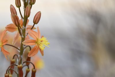 Bulbine frutescens, photographed by Dustin VanOverbeke