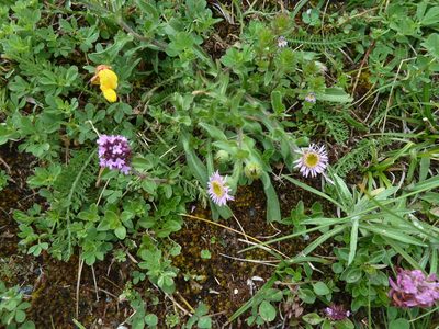 Erigeron alpinus, photographed by aroche