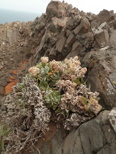 Helichrysum devium, photographed by aroche