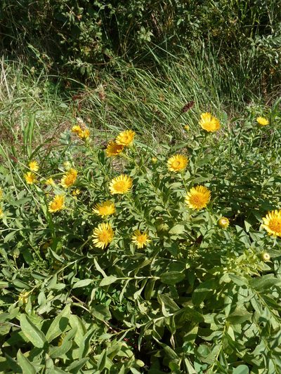 Pentanema spiraeifolium, photographed by aroche