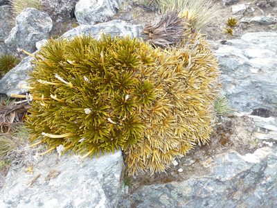 Aciphylla simplex, photographed by Mark Anderson