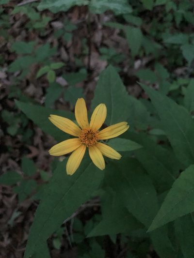 Heliopsis gracilis, photographed by John Kees