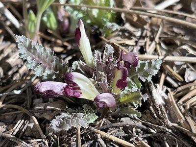 Pedicularis centranthera, photographed by Robbie Hannawacker