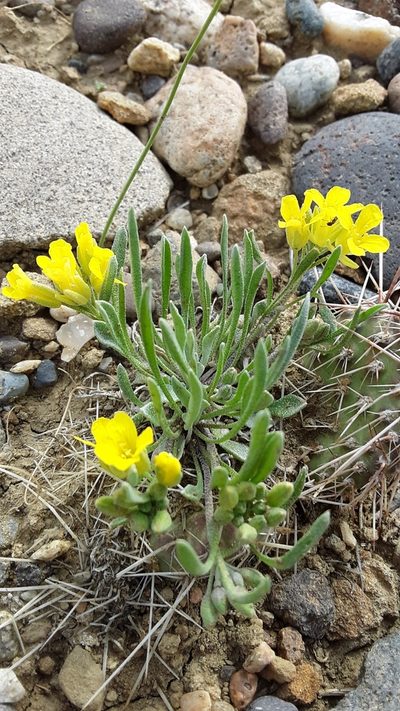 Physaria spatulata, photographed by Tait Sougstad
