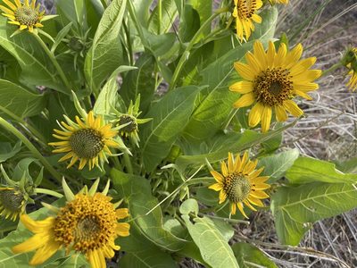 Balsamorhiza careyana, photographed by Henrik Kibak