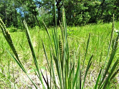 Paspalum plicatulum, photographed by Annika Lindqvist