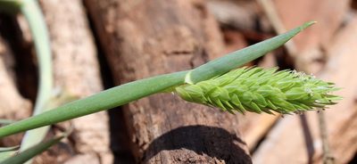 Phalaris caroliniana, photographed by Catherine C. Galley