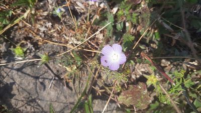 Anoda acerifolia, photographed by Martín Sánchez Vilchis