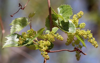 Vitis acerifolia, photographed by Catherine C. Galley