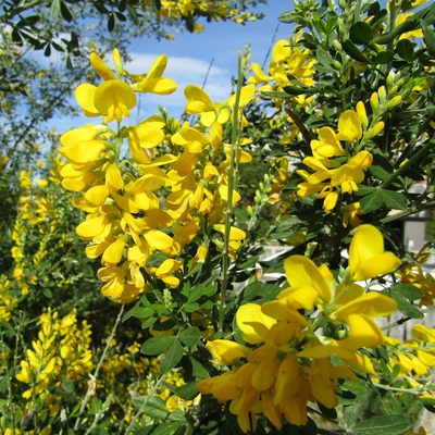 Genista stenopetala, photographed by wild_wind