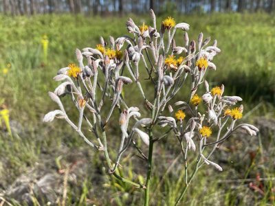 Lophiola aurea, photographed by Alan Weakley