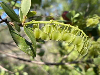 Cliftonia monophylla, photographed by Alan Weakley