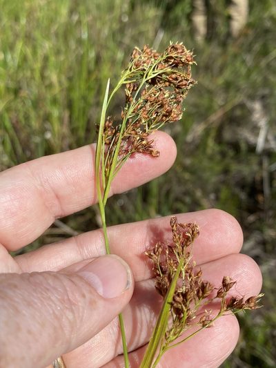 Rhynchospora elliottii, photographed by Alan Weakley