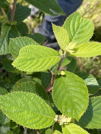 Clethra tomentosa, photographed by Alan Weakley