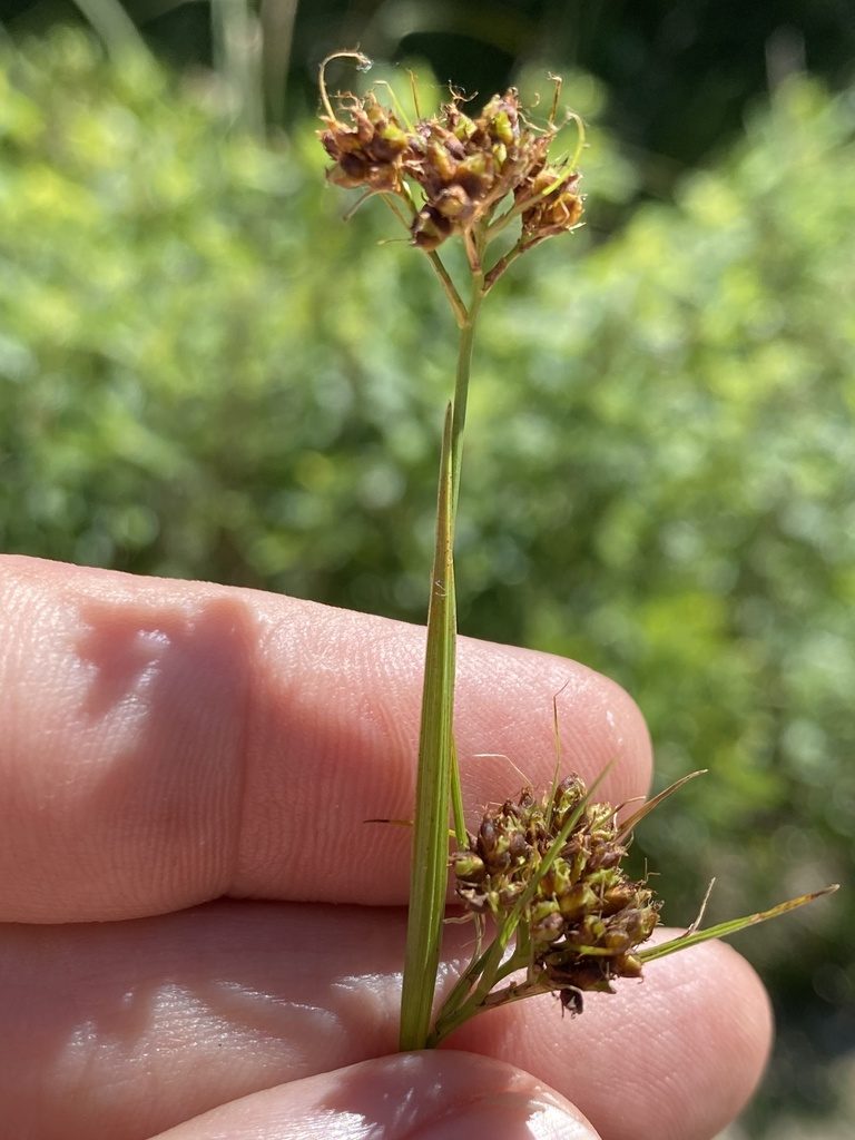 Rhynchospora compressa, photographed by Alan Weakley
