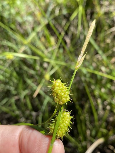 Carex lutea, photographed by Alan Weakley