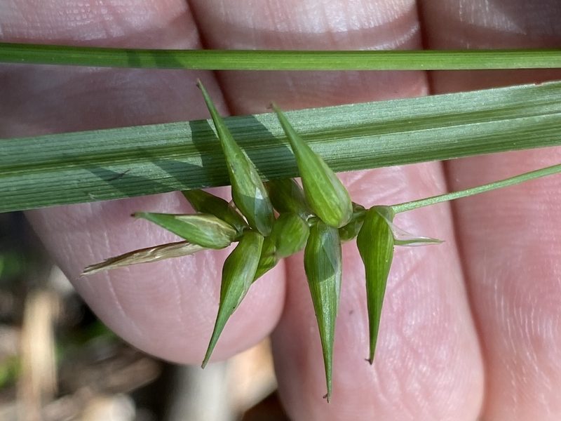 Carex lonchocarpa, photographed by Alan Weakley