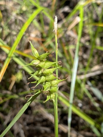 Carex turgescens, photographed by Alan Weakley