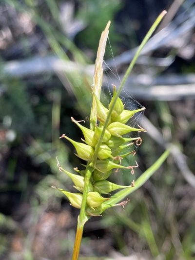 Carex turgescens, photographed by Alan Weakley