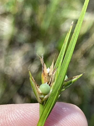 Scleria baldwinii, photographed by Alan Weakley