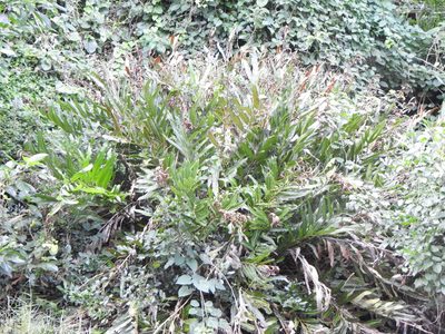 Acrostichum speciosum, photographed by Greg Tasney