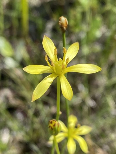 Harperocallis flava, photographed by Alan Weakley