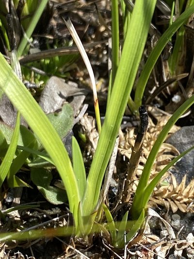 Harperocallis flava, photographed by Alan Weakley