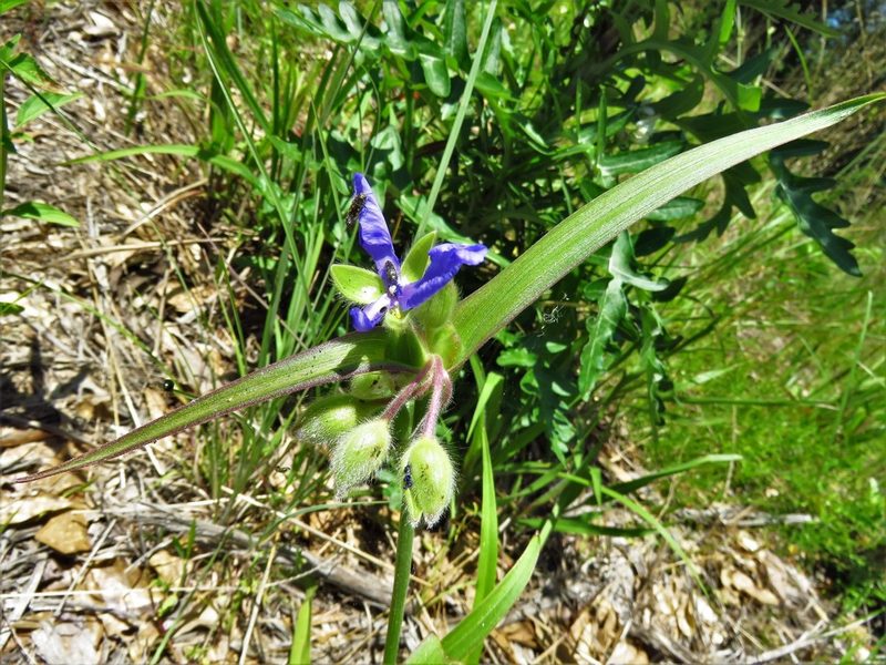 Tradescantia hirsutiflora, photographed by Annika Lindqvist