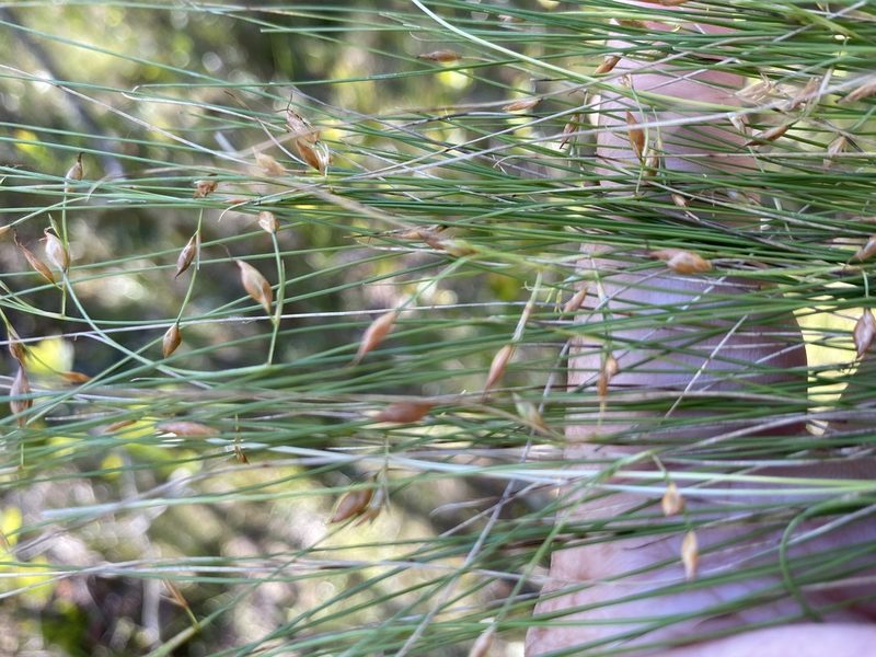 Rhynchospora oligantha, photographed by Alan Weakley