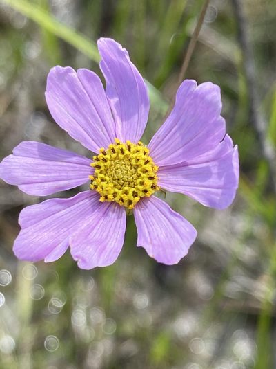Coreopsis nudata, photographed by Alan Weakley