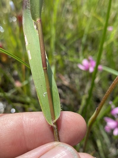 Dichanthelium erectifolium, photographed by Alan Weakley