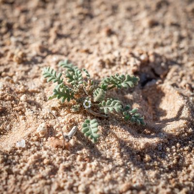 Phacelia ivesiana, photographed by Dominic Gentilcore
